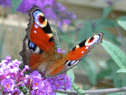 Fly butterfly